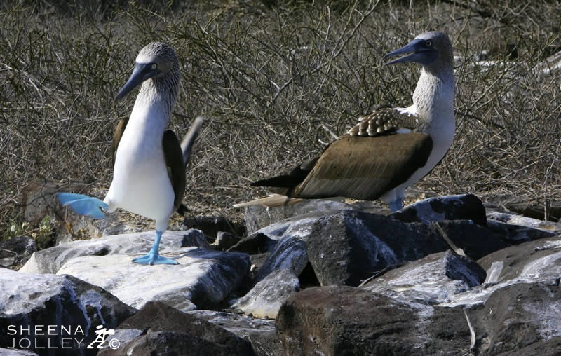 Blue-Footed Booby Courtship.jpg - The Blue-Footed Booby displays one of the funniest courtships in the bird world. They lift their feet one at a time and wave them in the air. Their unflattering name came about because seafarers found them easy to kill at their ground nests. This was taken at Punta Suarez in the Galapagos which must be the only place you can now get close to them.